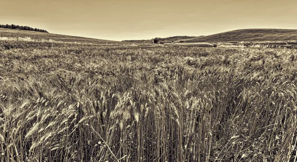 Wheat Fields in Sicily — Stock Photo, Image