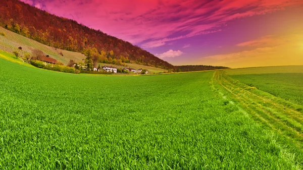 Tráva ve švýcarských Alpách — Stock fotografie