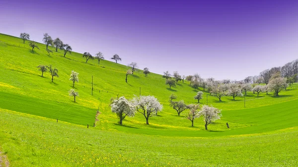 Alberi da fiore in Svizzera — Foto Stock