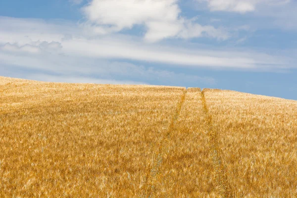 Campi di Grano in Sicilia — Foto Stock