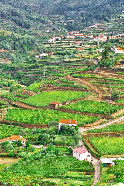 Wijngaard in portugal — Stockfoto