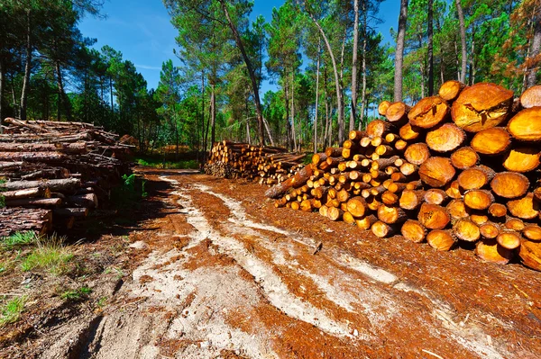 Logging in Portugal — Stock Photo, Image