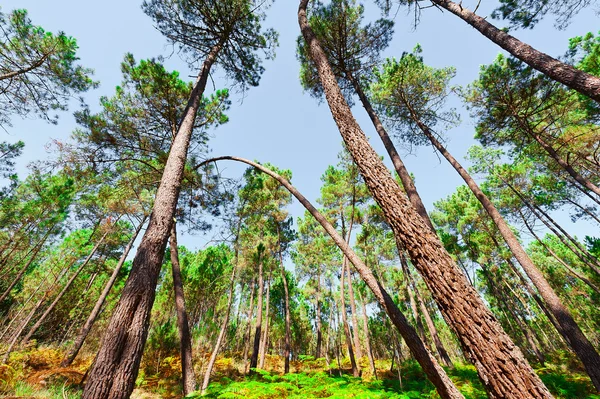 Ліс в Португалії — стокове фото