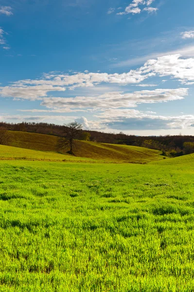 Les prairies de Toscane — Photo