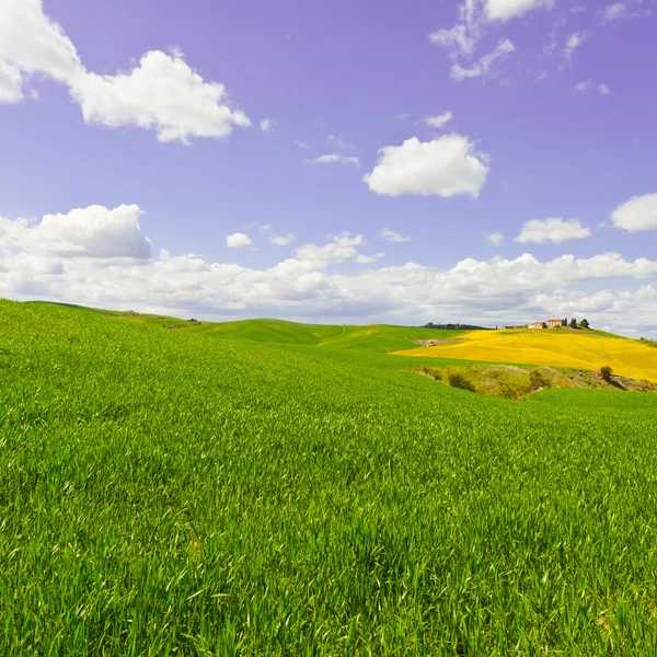 Ängar i Toscana — Stockfoto