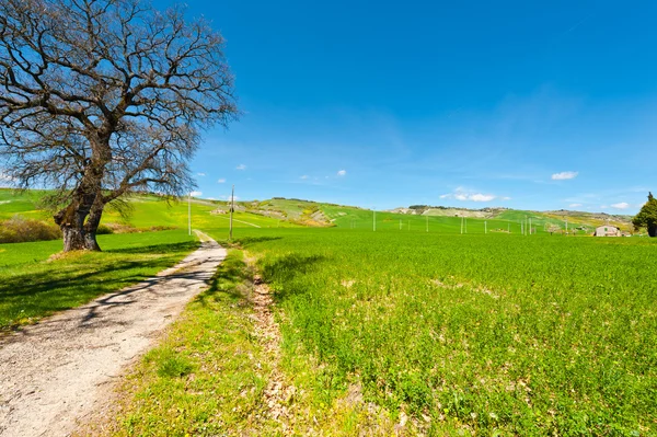 Les prairies de Toscane — Photo