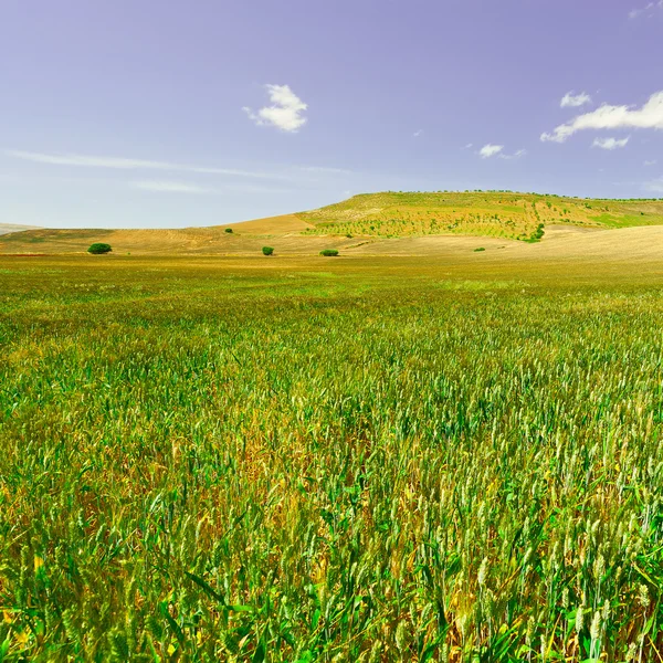 Fields in Sicily — Stock Photo, Image