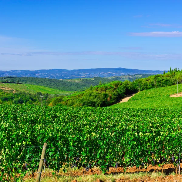 Vignobles en Italie — Photo