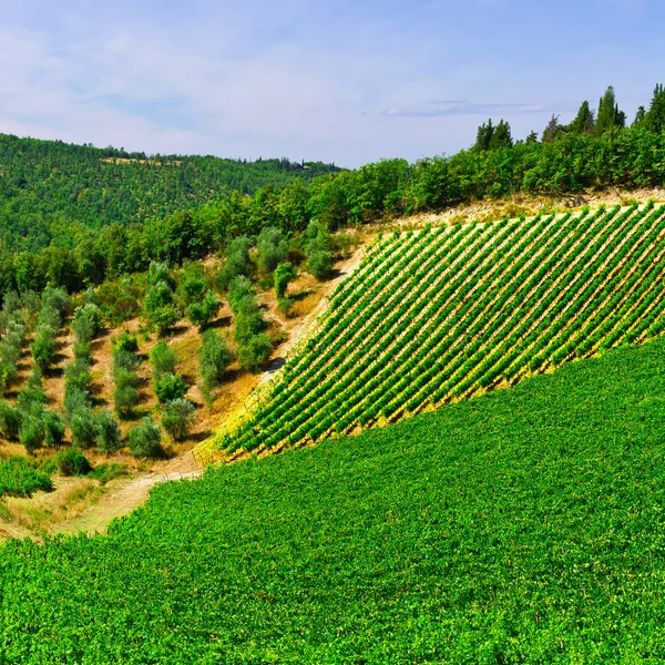 Wijngaard in Toscane — Stockfoto