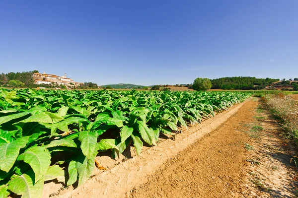 Plantation in Italy — Stock Photo, Image