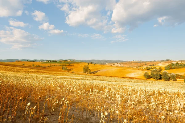 Solros plantage i Italien — Stockfoto