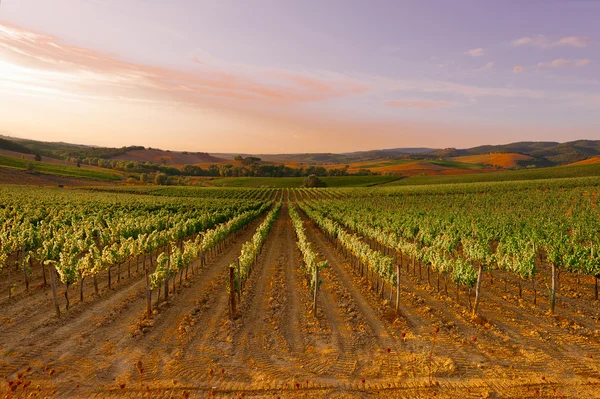 Vineyards at Sunset — Stok fotoğraf