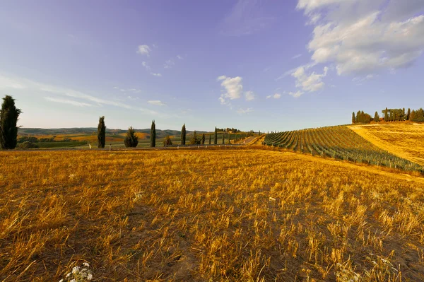 Colinas da Toscana — Fotografia de Stock