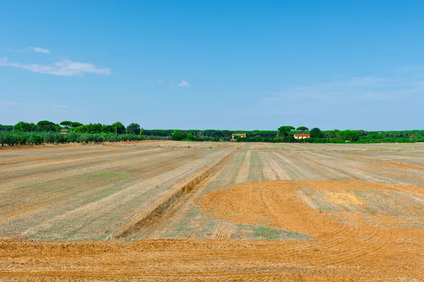 Campo de Toscana — Foto de Stock