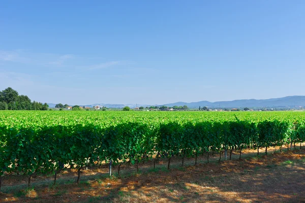 Vignobles en Italie — Photo