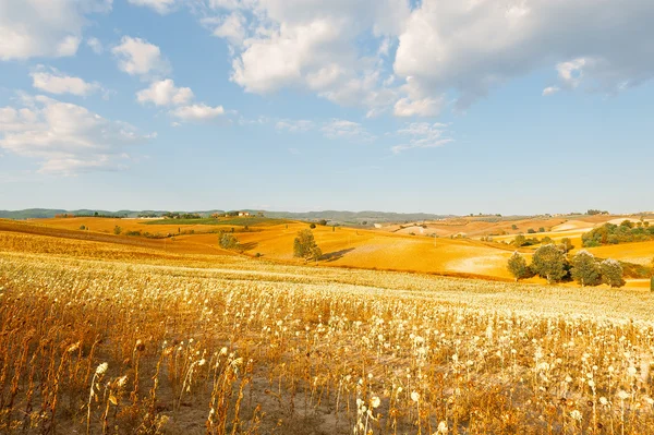 Solros plantage i Italien Royaltyfria Stockfoton