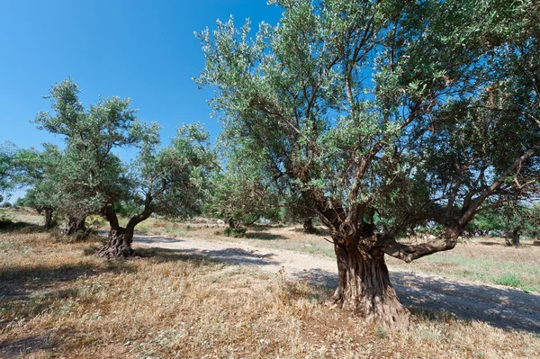 Olijfboomgaard in Israël — Stockfoto