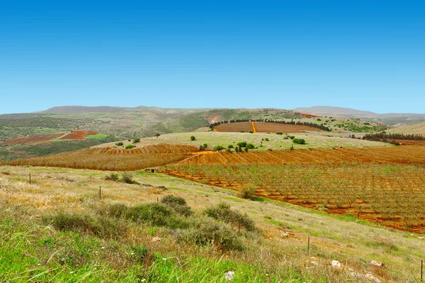 Fält i Galileen — Stockfoto