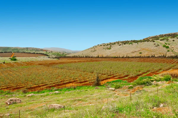 Fields in Galilee — Stock Photo, Image