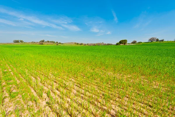 Wheat Field in Israel — Stock Photo, Image