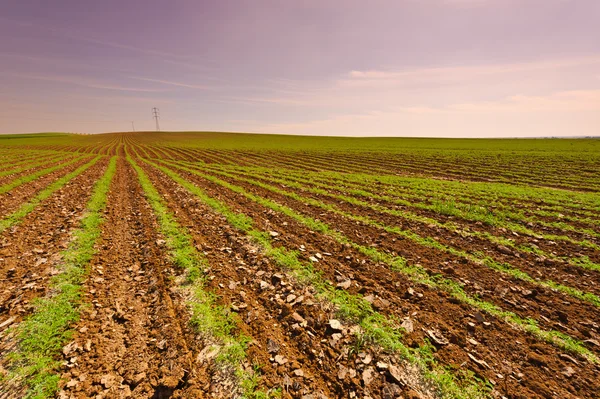 Zanahorias en Israel — Foto de Stock