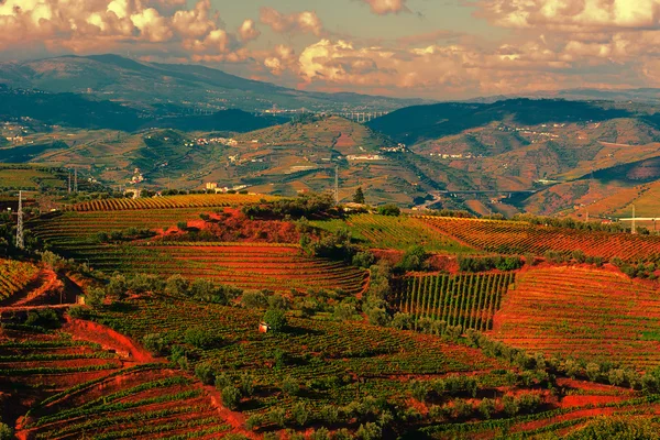 ポルトガルのブドウ畑 — ストック写真