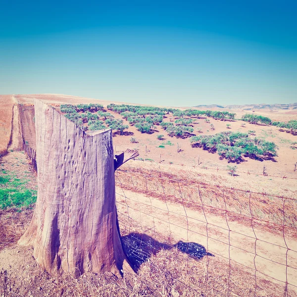 Topo de árbol en Italia — Foto de Stock