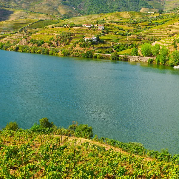 Floden Douro i Poetugal — Stockfoto