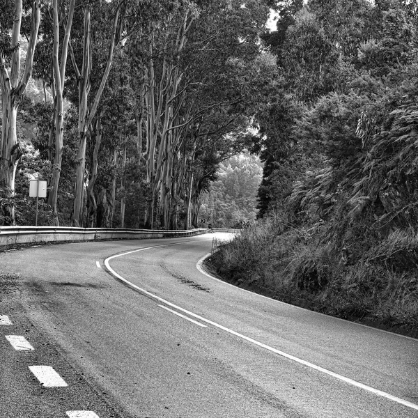 Forest  Road in Portugal — Stock Photo, Image