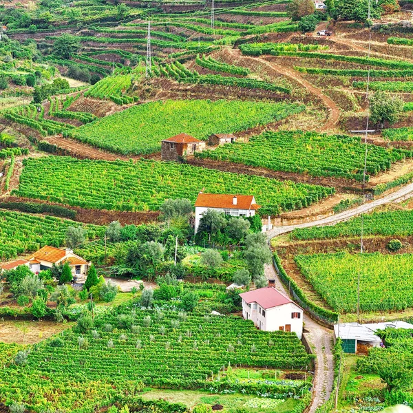 Szőlőültetvények, Portugália — Stock Fotó