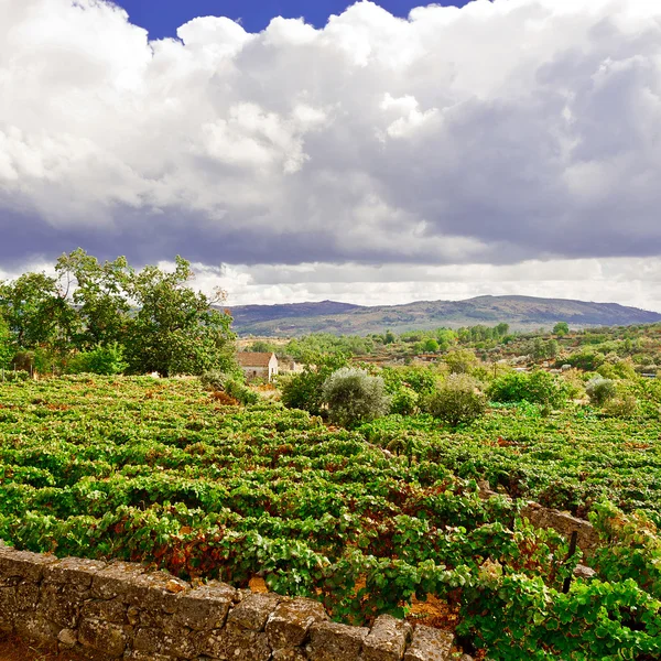 Vinhas em Portugal — Fotografia de Stock