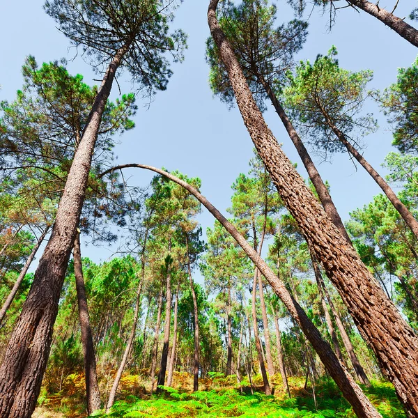 Ліс в Португалії — стокове фото