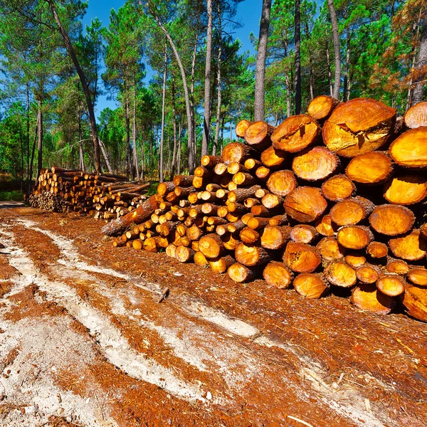 Logging in Portugal — Stock Photo, Image