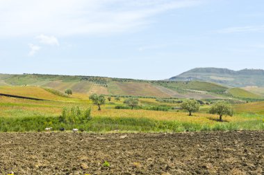 Sicilya keçi otlatma