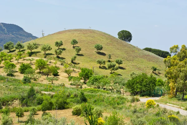 Zeytin ağaçları ile Hill — Stok fotoğraf