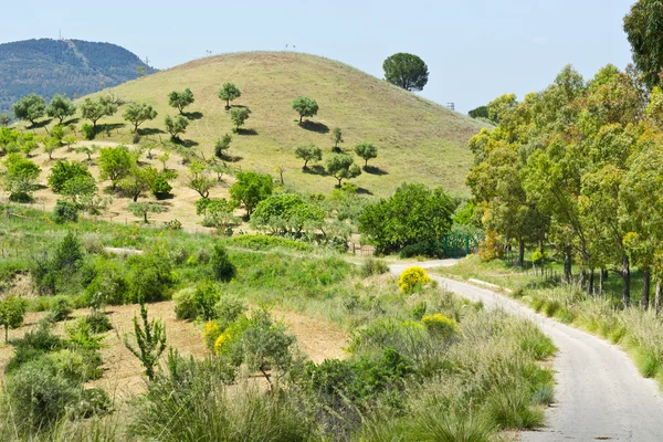 Hügel mit Olivenbäumen — Stockfoto