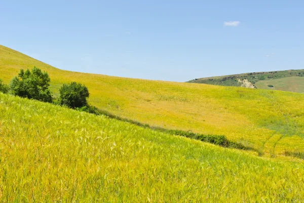 Pšeničná pole Sicílie — Stock fotografie