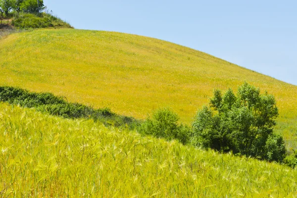 Sicilya 'nın Buğday Tarlaları — Stok fotoğraf