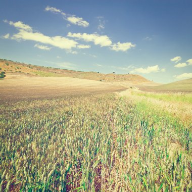 Buğday alanları Sicilya