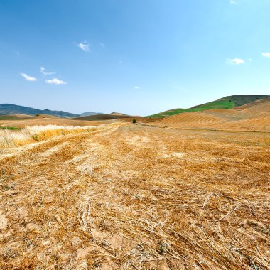 Buğday alanları Sicilya