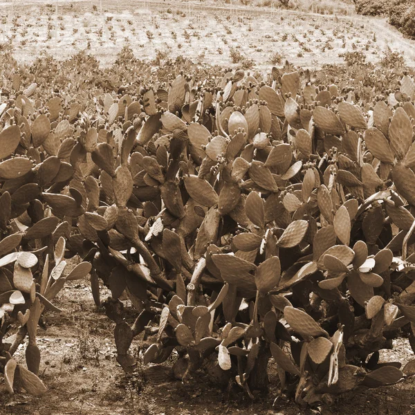 Plantación de pera espinosa — Foto de Stock