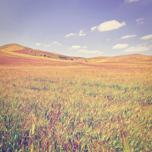 Пшеничные поля Сицилии — стоковое фото