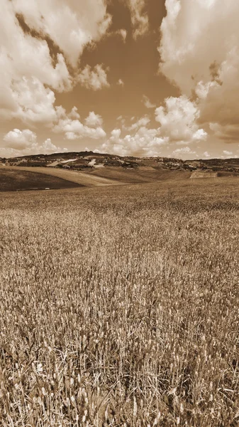 Buğday alanları Sicilya — Stok fotoğraf