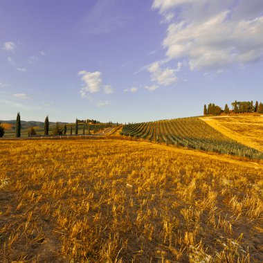 Toskana'nın tepeleri