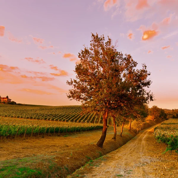 Viñedos al atardecer —  Fotos de Stock