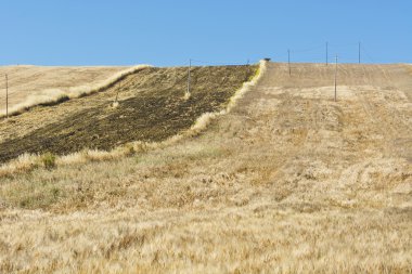 Hasat alanlara Sicilya