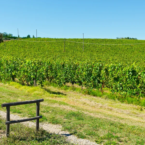 Виноградники Италии — стоковое фото