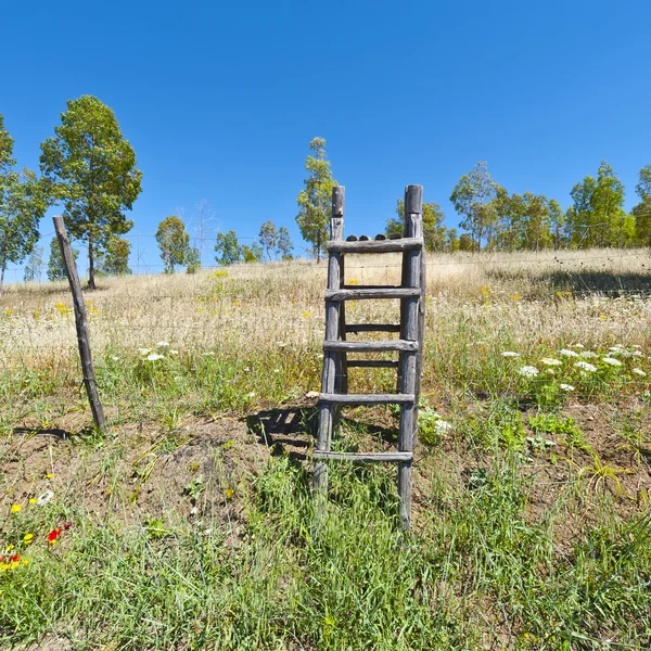 Wooden Ladder in Park — Stock Photo, Image