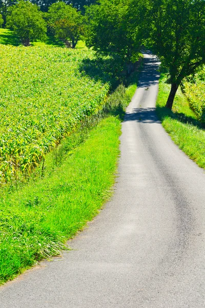 フランスのトウモロコシ — ストック写真