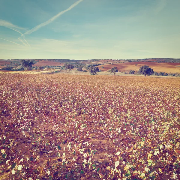 Campo di cotone in Spagna — Foto Stock